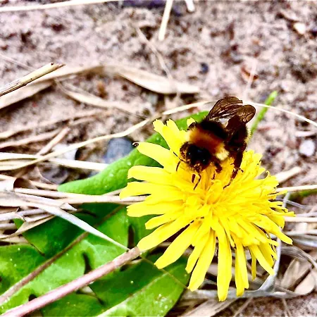 Güneitzblick * Clenze